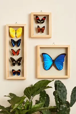 Five Butterflies in Natural Frame