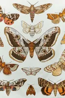 Moth Colony Mini Tapestry (EB Exclusive)