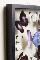 Mandala Butterfly Frame