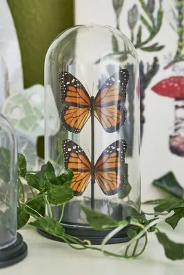 Two Butterflies in Cloche Bell Jar