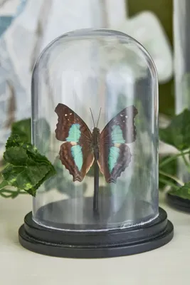 One Butterfly in Cloche Bell Jar
