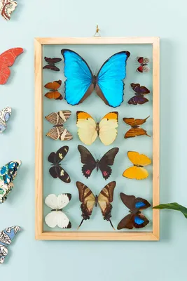 Row of Fourteen Butterflies in Natural Frame