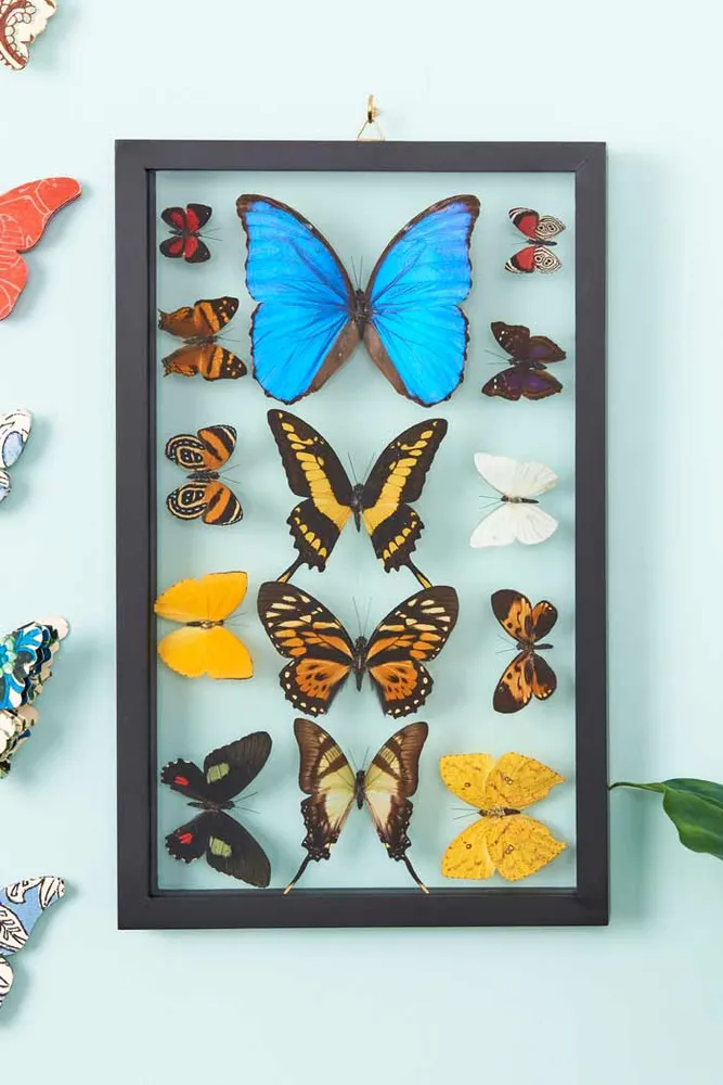 Row of Fourteen Butterflies in Black Frame
