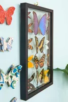 Row of Fourteen Butterflies in Black Frame