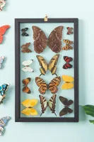 Row of Fourteen Butterflies in Black Frame