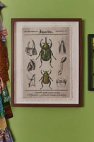 Beetles Framed Wall Art