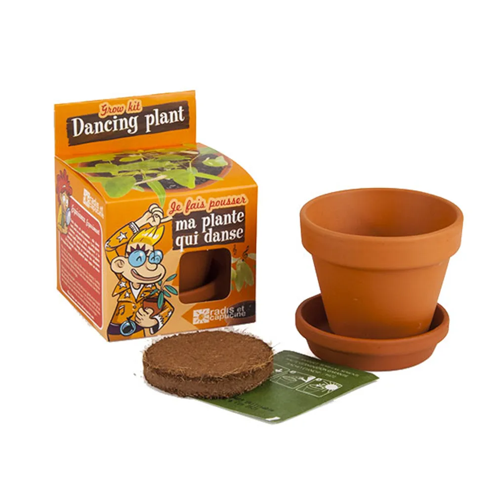 Kit de cultivo planta bailarina