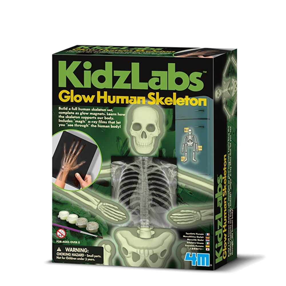 KidzLabs esqueleto humano brillante