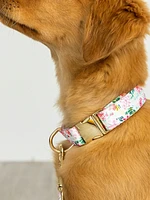 Printed Fabric Dog Collar