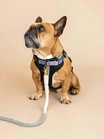 Ultra Comfort Neoprene Dog Harness