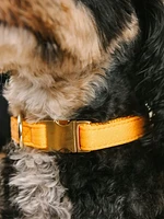 Glitter Dog Collar