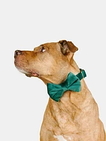 Velvet Dog Bow Tie and Collar