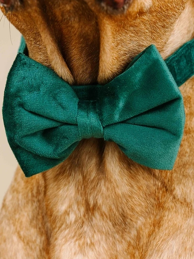 Velvet Dog Bow Tie and Collar