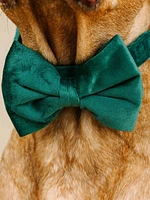 Velvet Dog Bow Tie and Collar