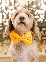 Glitter Dog Bow Tie and Collar