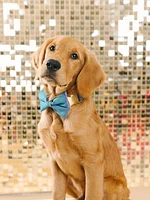 Glitter Dog Bow Tie and Collar