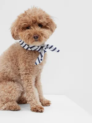 Pet Bandana