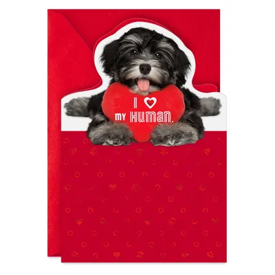 I Love My Human Valentine's Day Card From Dog for only USD 2.00 | Hallmark