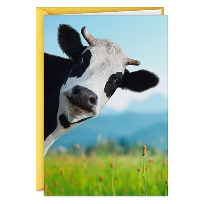 Moo-chas Gracias Funny Thank You Card for only USD 3.99 | Hallmark