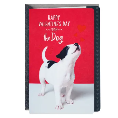 I'm the Luckiest Valentine's Day Card From the Dog for only USD 2.99 | Hallmark