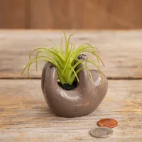 Natural Life Faux Succulent in Sloth Planter, 2" for only USD 16.99 | Hallmark