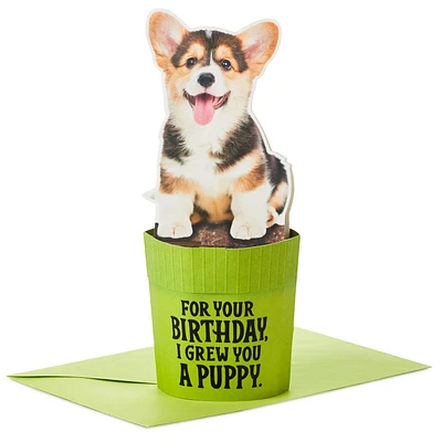Puppy in a Pot Funny Pop-Up Birthday Card for only USD 7.99 | Hallmark