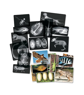 Roylco 14ct Animal X Ray Set