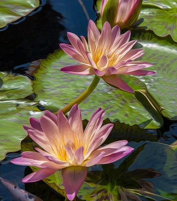 Springbok 500pc Water Lilies Jigsaw Puzzle