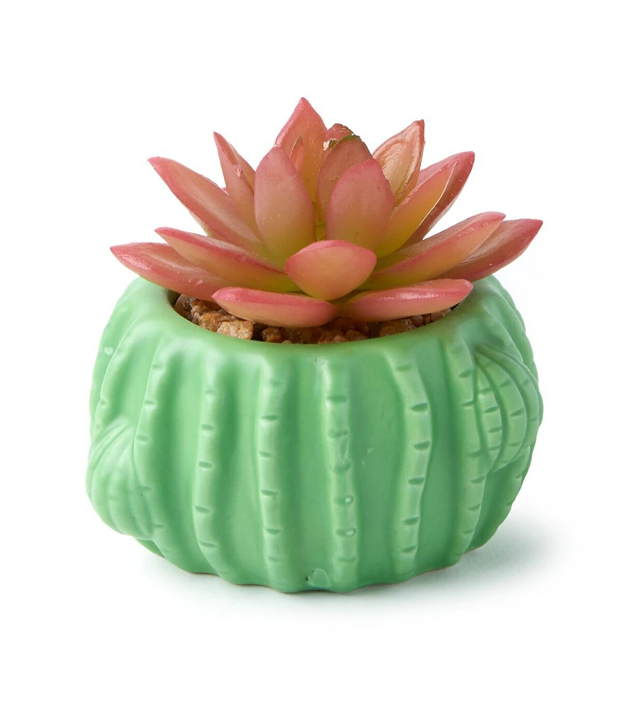 3" Cactus Succulent by Happy