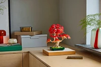 Japanese Red Maple Bonsai Tree
