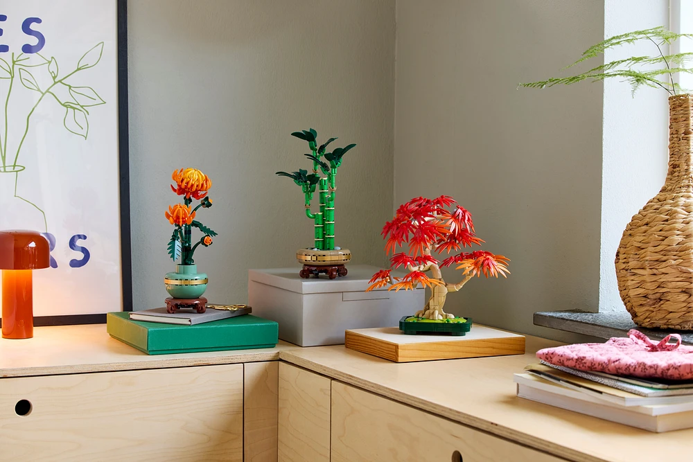 Japanese Red Maple Bonsai Tree