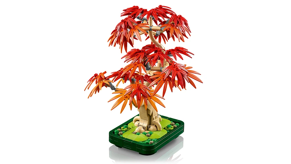 Japanese Red Maple Bonsai Tree