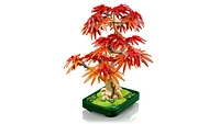 Japanese Red Maple Bonsai Tree