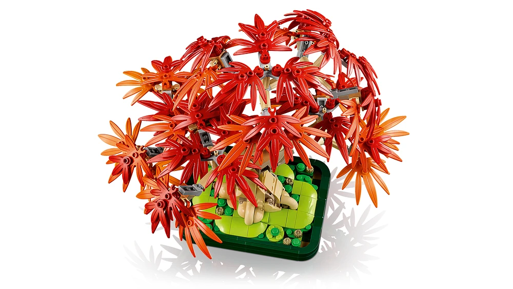 Japanese Red Maple Bonsai Tree