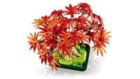 Japanese Red Maple Bonsai Tree