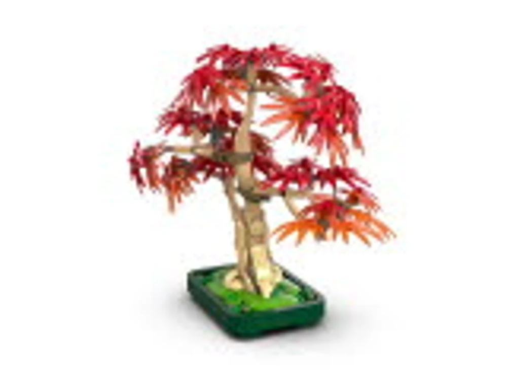 Japanese Red Maple Bonsai Tree