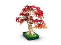 Japanese Red Maple Bonsai Tree