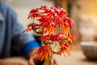 Japanese Red Maple Bonsai Tree