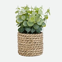 Assorted Plant In Braided Straw Pot