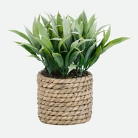 Assorted Plant In Braided Straw Pot