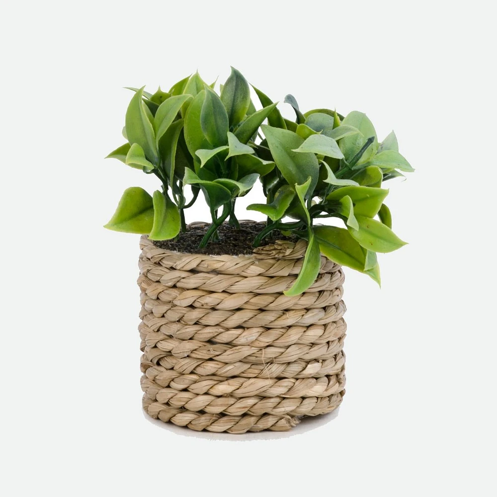 Assorted Plant In Braided Straw Pot