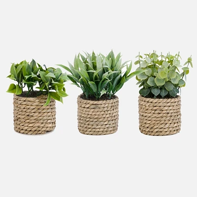 Assorted Plant In Braided Straw Pot