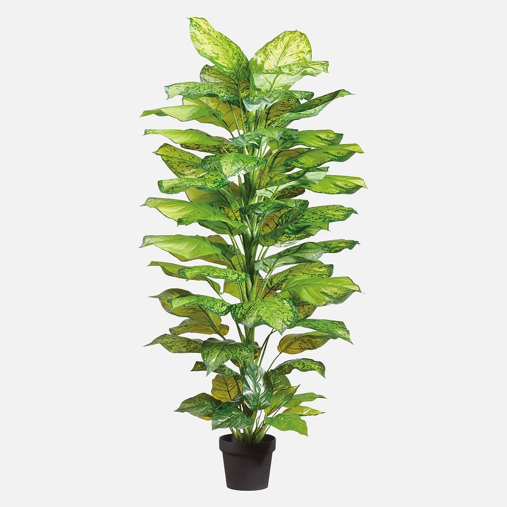 Dieffenbachia Plant in Pot - 52"