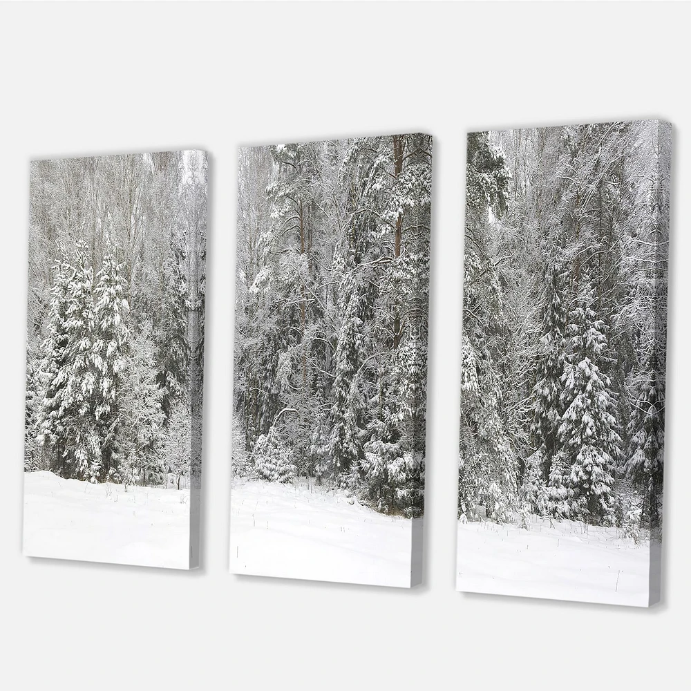 Toile « Foggy Winter Forest Panorama