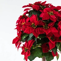 Poinsettia Tree 120cm by Haute Deco