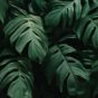 Dark Leaves Wallpaper Mural