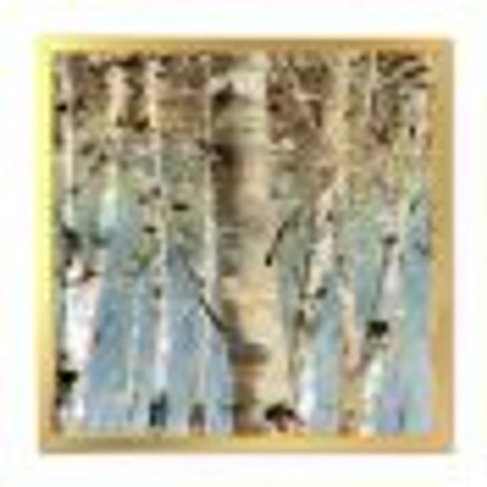 White Birch Forest II  Canvas Wall Art