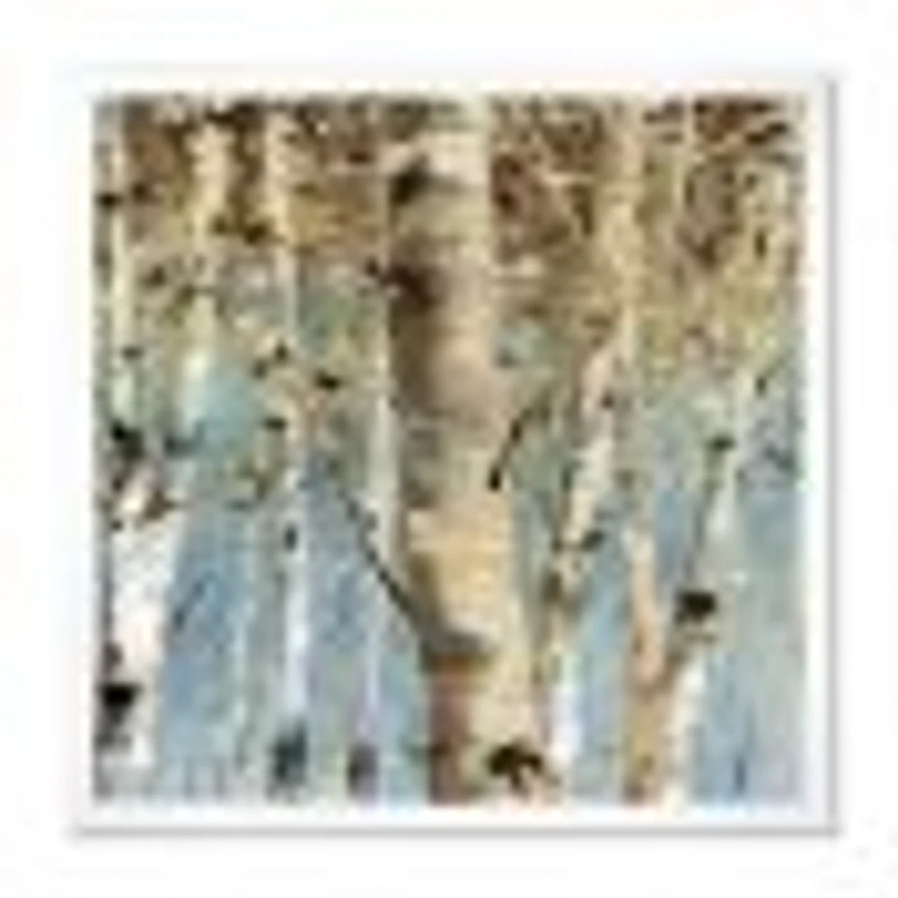 White Birch Forest II  Canvas Wall Art