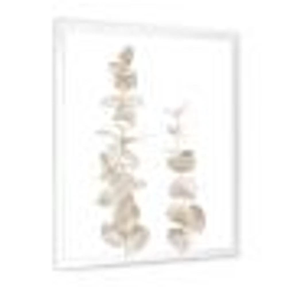 Beige Eucalyptus Branches on White  Wall Art