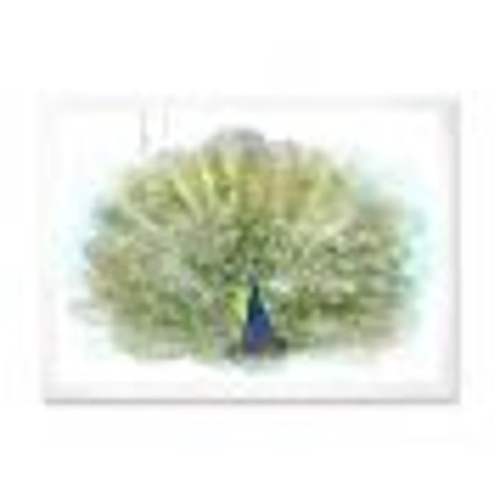 Peacock Bird  Wall Art